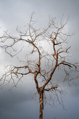 Old dry tree at dramatic dark cloud sky background, Creepy cloudscape with black branches of dead tree.