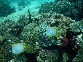 Naklejka na ściany i meble coral reef and diver