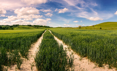 Tractor track entering green field of growing wheat crop near Ivinghoe Beacon in Chiltern Hills in early summer - seasonal Nature Landscape