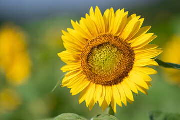 夏の花　向日葵