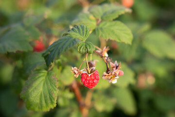 Red ripe berry of raspberries. Closeup bush of raspberries. Cultivation of raspberries in the garden. 