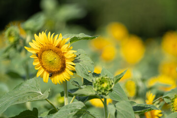 夏の花　向日葵