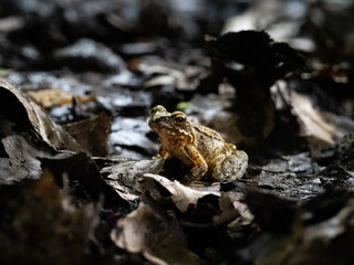 Frosch