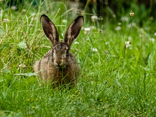 Hase