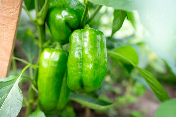 Green pepper in the greenhouse. Unripe peppers, peppers on the bush. Closeup of peppers. Grown vegetables in the garden.
