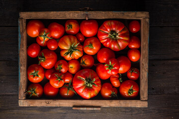 Ripe tomatoes in a wooden box.  Fresh vegetables on a black wooden background. 