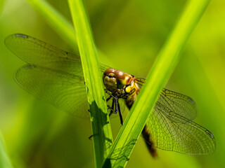 Libelle