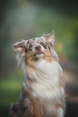 Naklejka na ściany i meble A funny female marble australian shepherd catching a piece of treat and making funny faces against the backdrop of blooming apple orchards