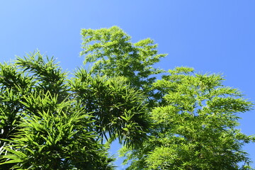 竹