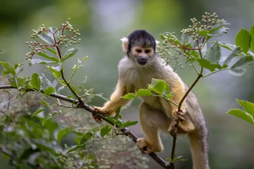 Fotobehang Aap A Squirrel monkey is a tree  © AB Photography