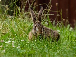 Hase