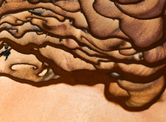Detail of Deschutes Picture Jasper patterns