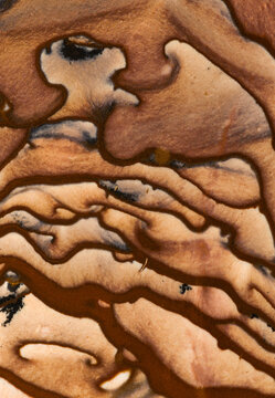 Detail of Deschutes Picture Jasper patterns
