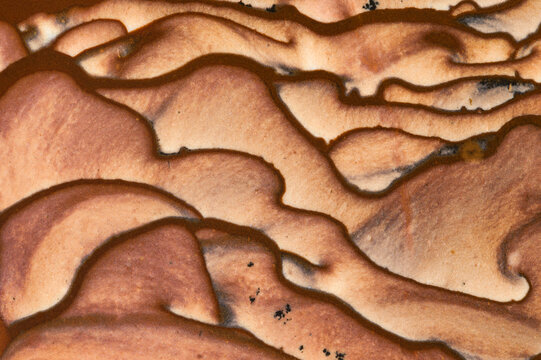 Detail of Deschutes Picture Jasper patterns