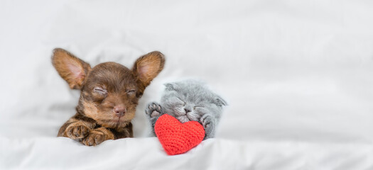 Kitten and dachshund puppy sleep together under a white blanket on a bed at home. Kitten holds a...