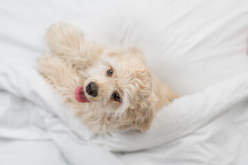 American Cocker spaniel puppy lying  on a bed at home. Top down view