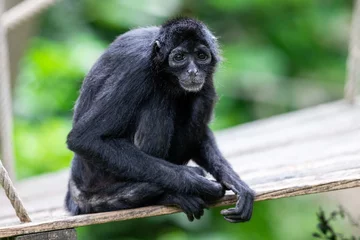 Gardinen Affe A brown-headed spider monkey is in the jungle  © AB Photography