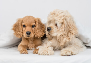 English Cocker spaniel dog  and American Cocker spaniel puppy lying under white warm blanket on a bed at home