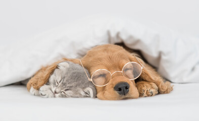 Cute kitten sleeps under ear of a English Cocker spaniel puppy. Pets sleep together under white warm blanket on a bed at home. Dog wearing eyeglasses hugs a kitten