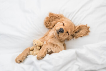Cute English Cocker spaniel puppy sleeps on a bed at home and hugs toy bear. Top down view - Powered by Adobe
