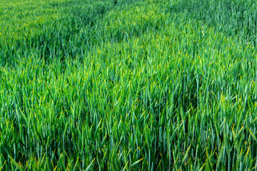 Rich green leaves of wheat grass plant and green spikes full of grains in wheat plantation - nature background 2