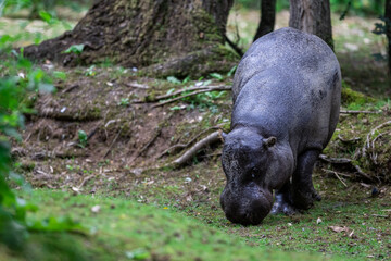 A pygmy hippo eats grass
