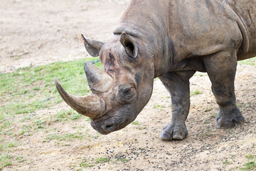 Obraz premium A black rhino walks in the savannah