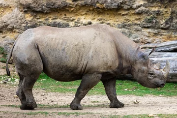 Foto op Plexiglas A black rhino walks in the savannah © AB Photography