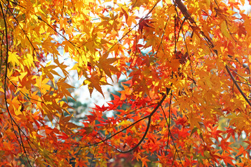 秋のイロハモミジ