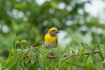 Baya weaver bird on a branch