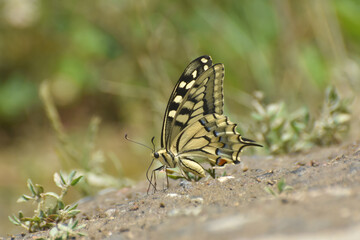 Swallowtail butterfly, Papilio machaon. Yellow swallowtail butterfly in nature