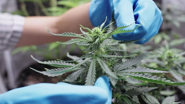 female wear blue gloves take care gently touch cannabis leaves, thc cbd for medical use, marijuana growing, alternative medicine legalized weed, weed buds flowering, pure natural cbd oil extract