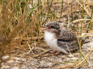 Möwe
