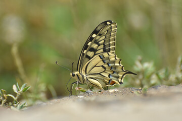 Swallowtail butterfly, Papilio machaon. Yellow swallowtail butterfly in nature