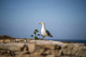 Fototapeta na wymiar sea gull sits on the wall looking out for food. Concept: watching, looking