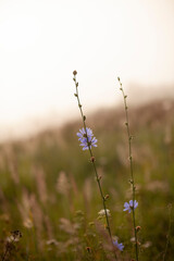 Chicory flower