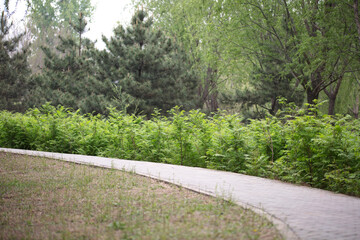 Fototapeta premium The environment where various plants grow in the spring park