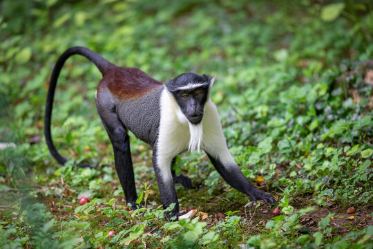 Portrait of a roloway monkey in the forest