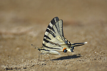 The scarce swallowtail or sail- or pear-tree swallowtail (Iphiclides podalirius). Beautiful swallowtail butterfly on ground, natural wallpaper