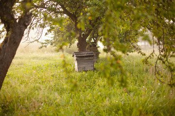 Wooden beehive on fog background