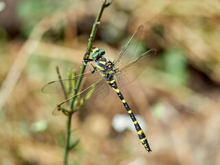 Tiger dragonfly in a natural environment. Cordulegaster boltonii