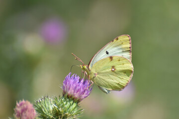 Berger's clouded yellow butterfly collecting nectar on flower in nature(Colias alfacariensis). Beautiful yellow butterfly on meadow