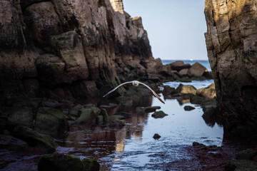 sea gull flies among the canyon. Concept: agility, flight, dodge