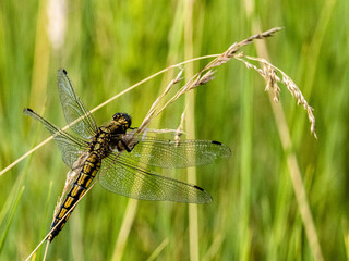 Libelle