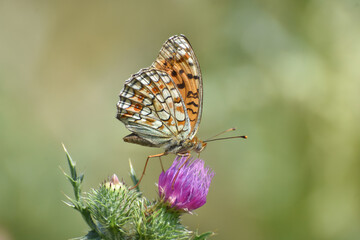 Fototapeta na wymiar Niobe Fritillary butterfly, Argynnis niobe. Fabriciana niobe beautiful butterfly on wild flowers