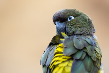 Portrait of a Burrowing Parrot