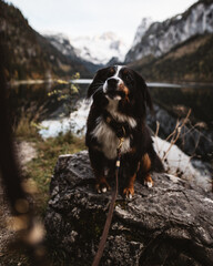 Dog wearing a leash and a collar in a beautiful environment in the mountains
