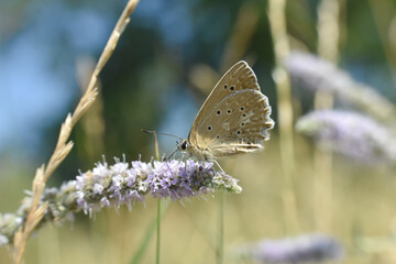 Polyommatus daphnis, the Meleager's blue,  is a butterfly of the Lycaenidae family. Small blue butterfly in wild nature