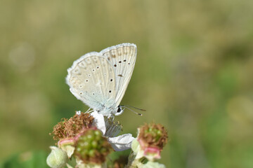 Polyommatus daphnis, the Meleager's blue,  is a butterfly of the Lycaenidae family. Small blue butterfly in wild nature