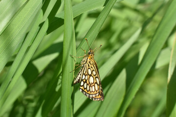 The large chequered skipper (Heteropterus morpheus). Large skipper butterfly in grass